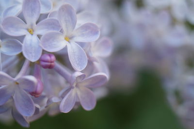 Close-up of pink flower blooming in garden