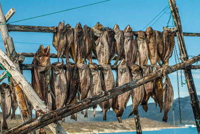 Fish hanging on fence against sky