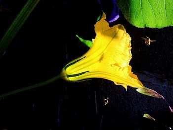 Close-up of leaves