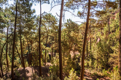 Scenic view of forest against sky