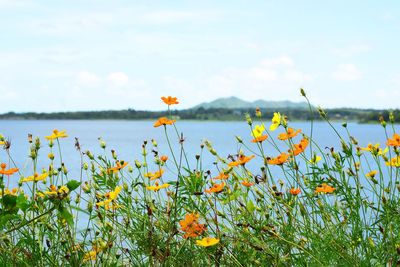 Scenic view of flowering plants on field against sky