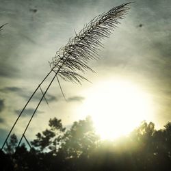 Sun shining through trees