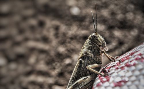 Close-up of butterfly