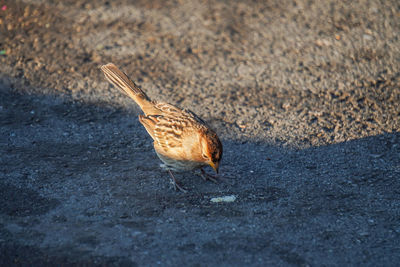 High angle view of bird on sand