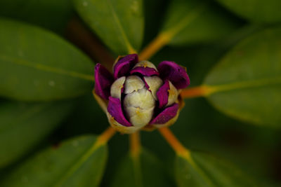 Close-up of purple flower blooming outdoors