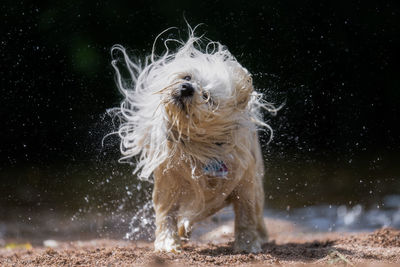 Close-up of wet dog splashing water