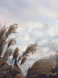 Low angle view of trees against sky