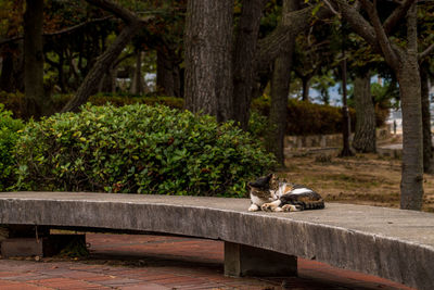 Cat sleeping in a tree