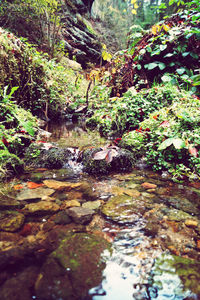 Stream flowing through rocks in forest