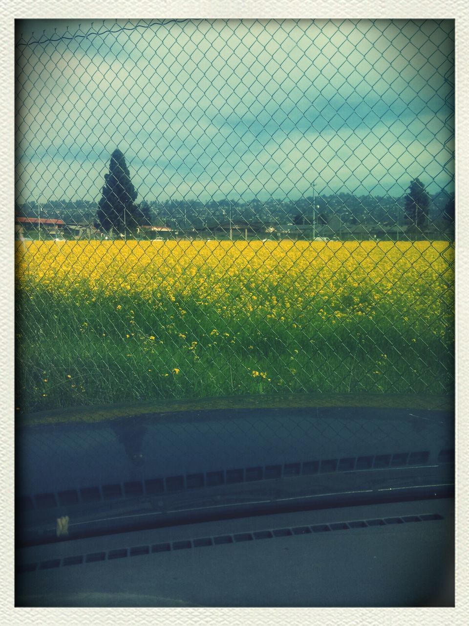 yellow, transportation, transfer print, glass - material, transparent, land vehicle, window, car, mode of transport, sky, flower, vehicle interior, road, auto post production filter, fragility, nature, growth, looking through window, beauty in nature, field