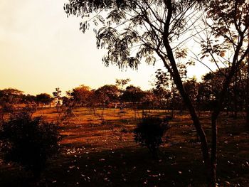 Bare trees on field at sunset