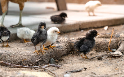 Close-up of chickens on ground