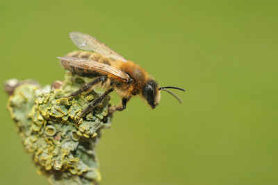 Closeup on a female chocolate mining bee, andrena carantonica, sitting on a twig in the field