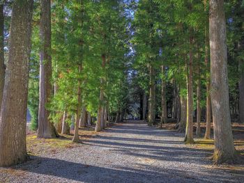 Trees in forest