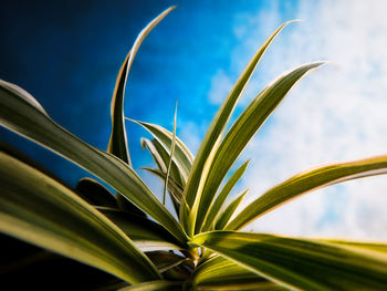 Close-up of fresh green plant against sky