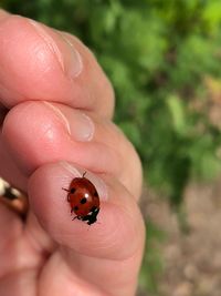 Cropped image of hand holding ladybug