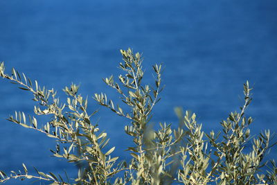 Close-up of plants against blue sky