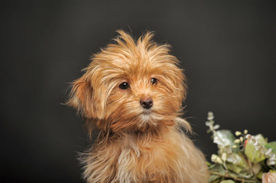 Close-up of a dog against black background