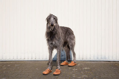 Portrait of scottish deerhound wearing shoes against wall