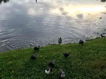High angle view of birds in lake