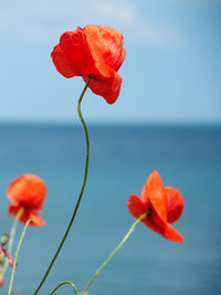 Close-up of red poppy flower against sea