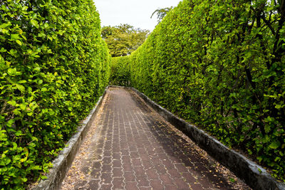 Brick walkway among tall tree walls