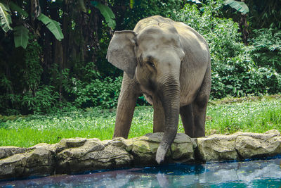Elephant in a forest