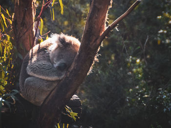 Squirrel on tree trunk