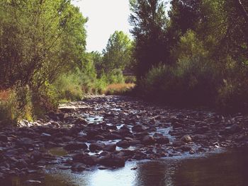 River flowing amidst trees in forest