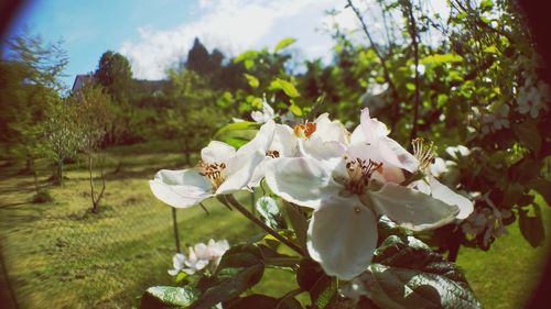 Close-up of white flowers blooming on field