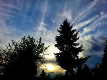 Silhouette of trees at sunset