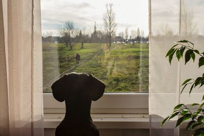 View of a dog looking through window