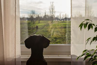 View of a cat looking through window