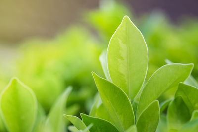 Close-up of fresh green leaves