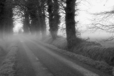 Road amidst trees in forest