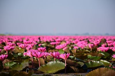 Close-up of pink flowering plants against sky