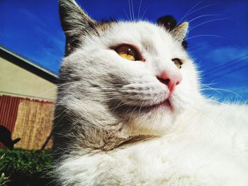 Close-up of a cat looking away blue sky cat food