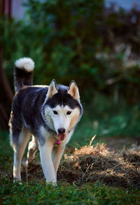 Portrait of dog on field