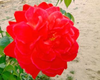 Close-up of red rose