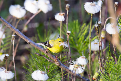 Female american goldfinch seen  perched with beak full of coltsfoot seeds