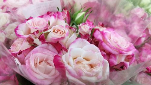 Close-up of pink roses