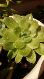 Close-up of water drops on plant