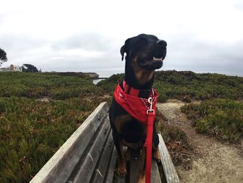 Dog sitting on bench against sky