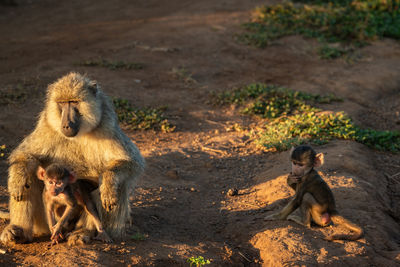 Monkeys on field