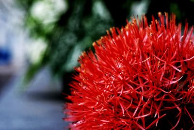 Close-up of red flower