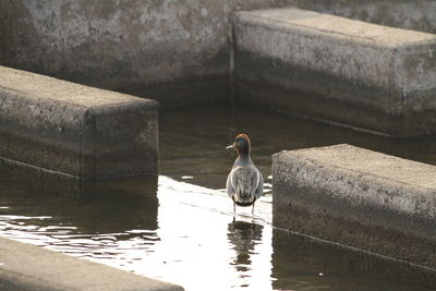 High angle view of bird perching on lake