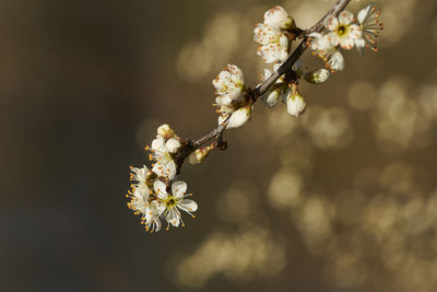 Close-up of cherry blossoms in spring