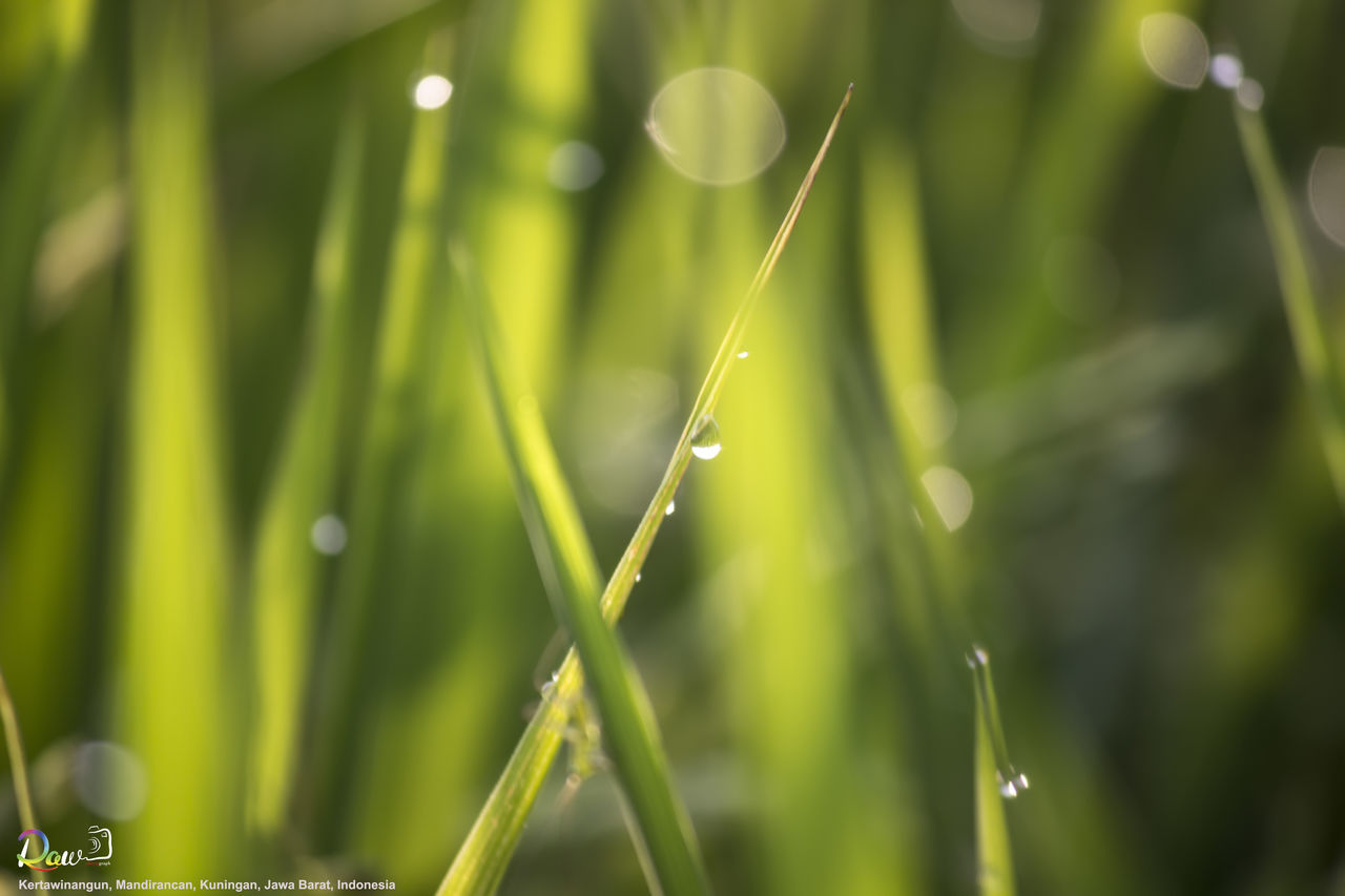 drop, water, wet, dew, close-up, blade of grass, grass, growth, freshness, focus on foreground, green color, nature, beauty in nature, fragility, selective focus, plant, purity, raindrop, droplet, water drop