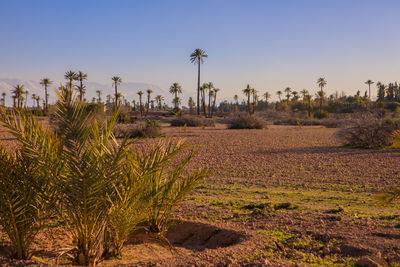 Plants growing on field against sky