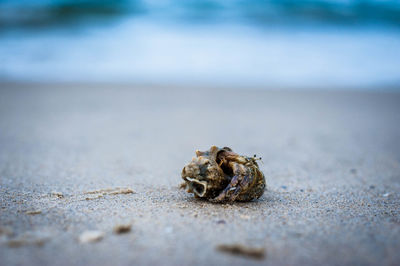 Close-up of crab on beach